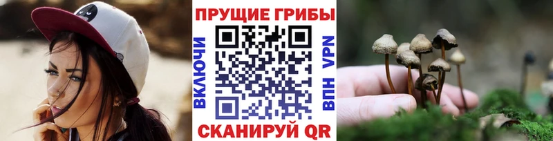 даркнет сайт  Дмитров  Галлюциногенные грибы Magic Shrooms 